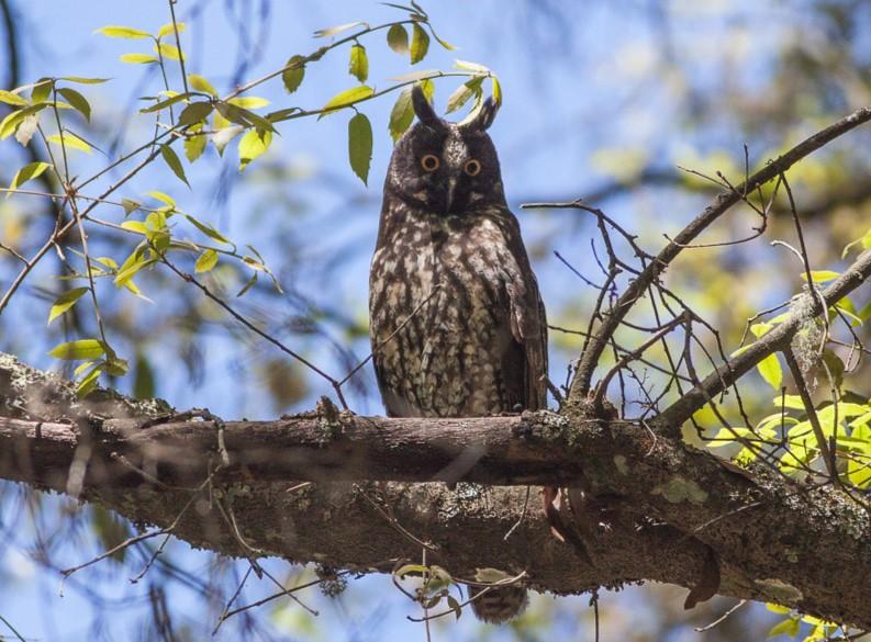 45 oiseaux noctures noms et types Avec des photos — free download