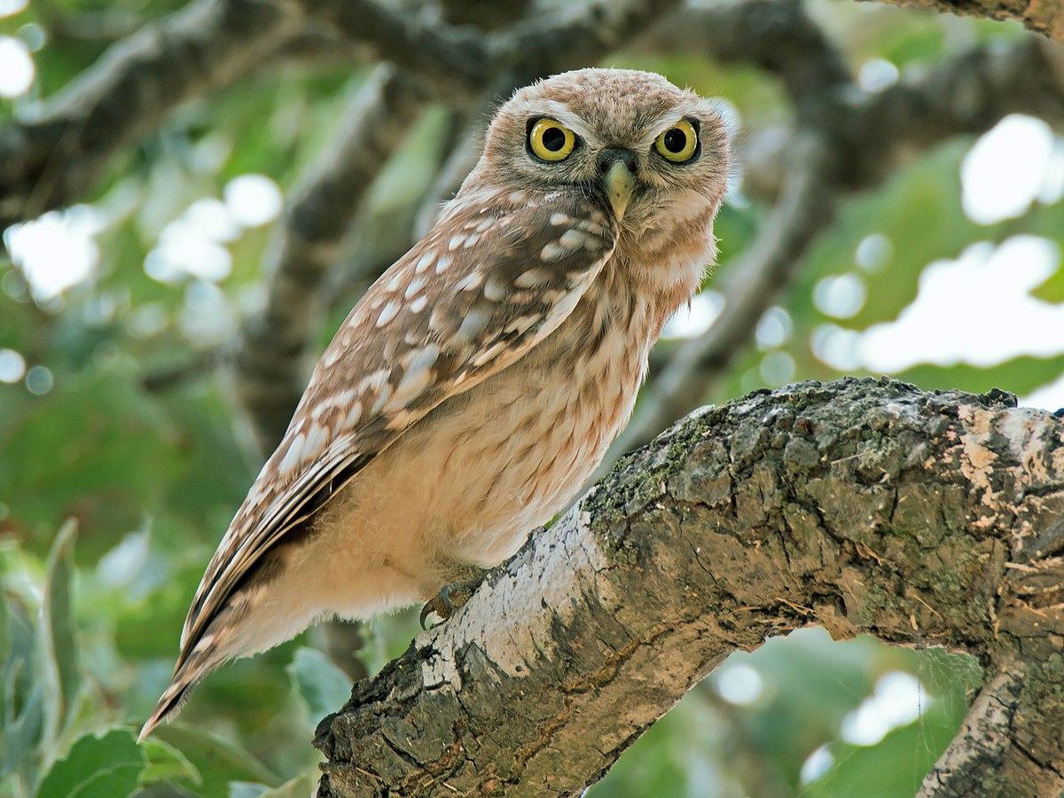 45 oiseaux noctures noms et types Avec des photos — free download