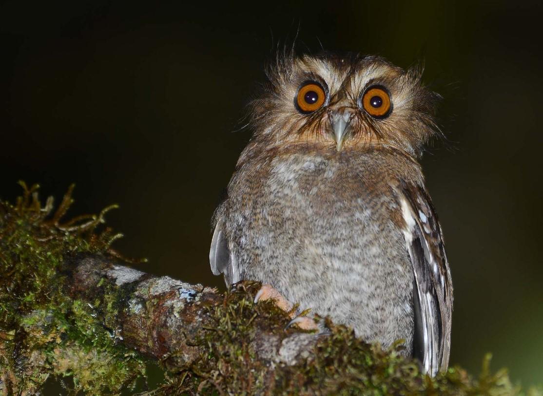 45 oiseaux noctures noms et types Avec des photos — free download