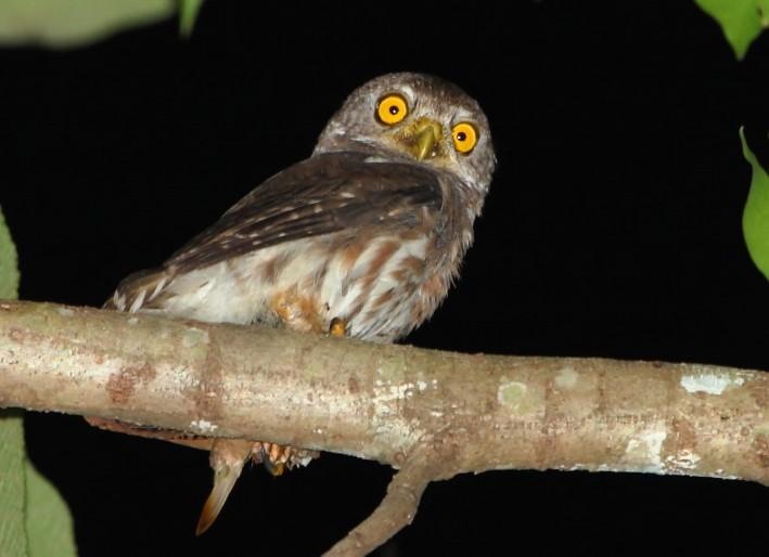 45 oiseaux noctures noms et types Avec des photos — free download
