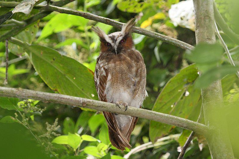 45 oiseaux noctures noms et types Avec des photos — free download