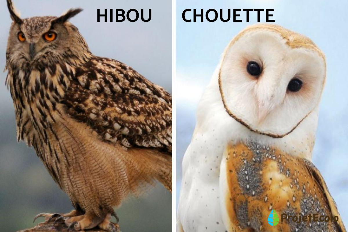 45 oiseaux noctures noms et types Avec des photos — free download