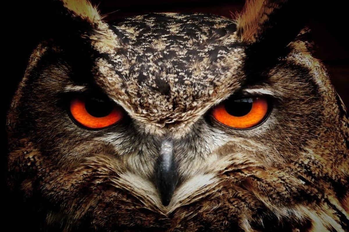 45 oiseaux noctures noms et types Avec des photos — free download