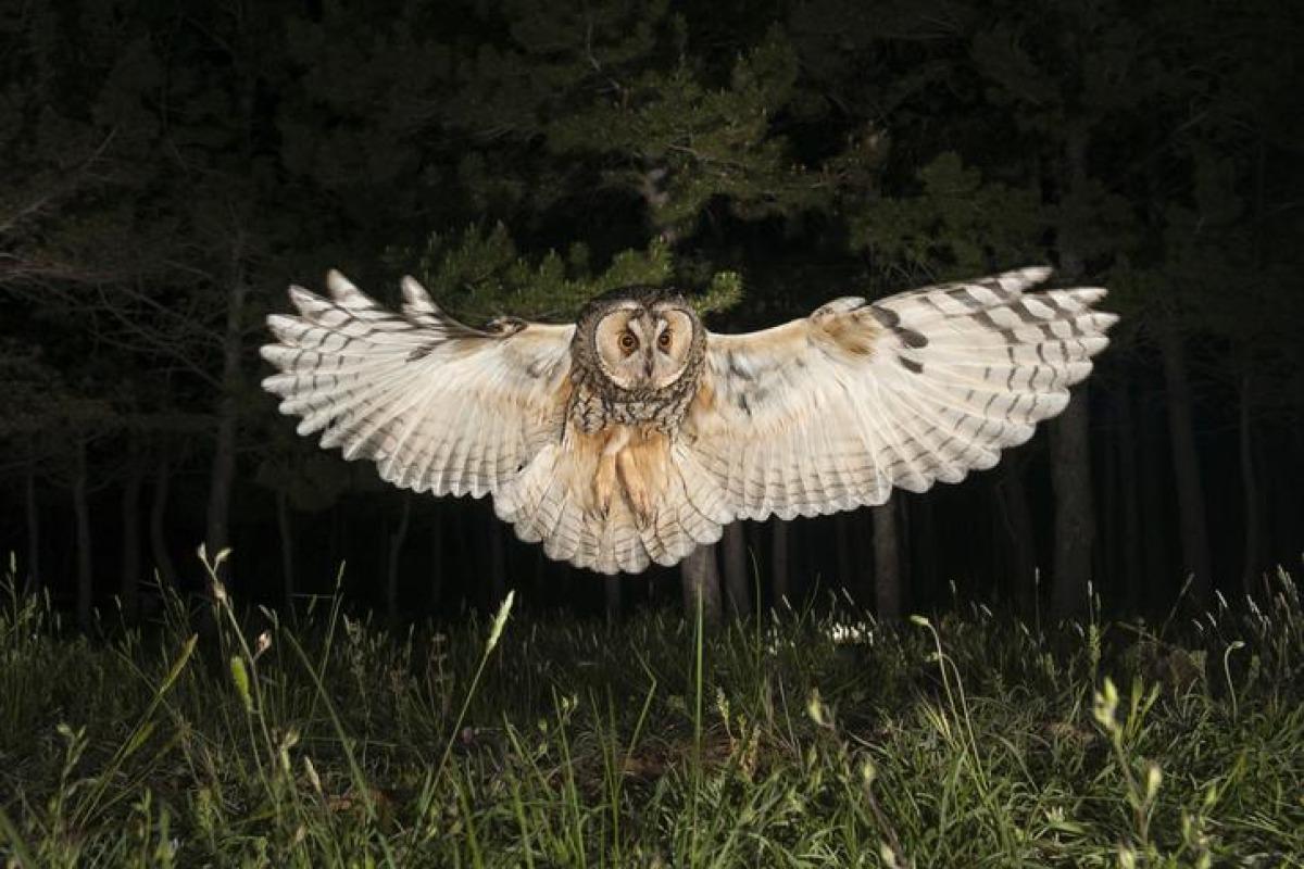 45 oiseaux noctures noms et types Avec des photos — free download