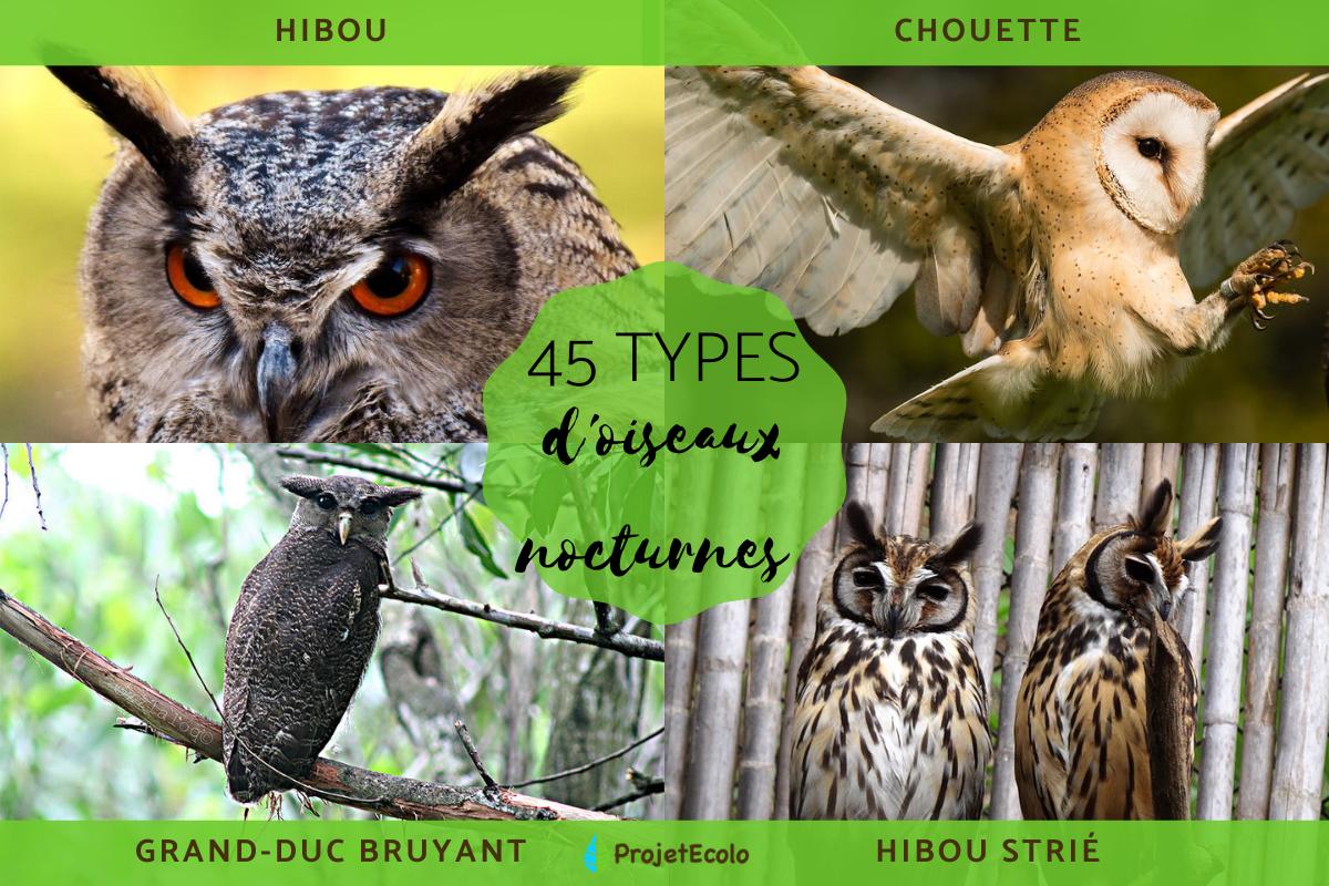 Oiseaux nocturnes : noms et types