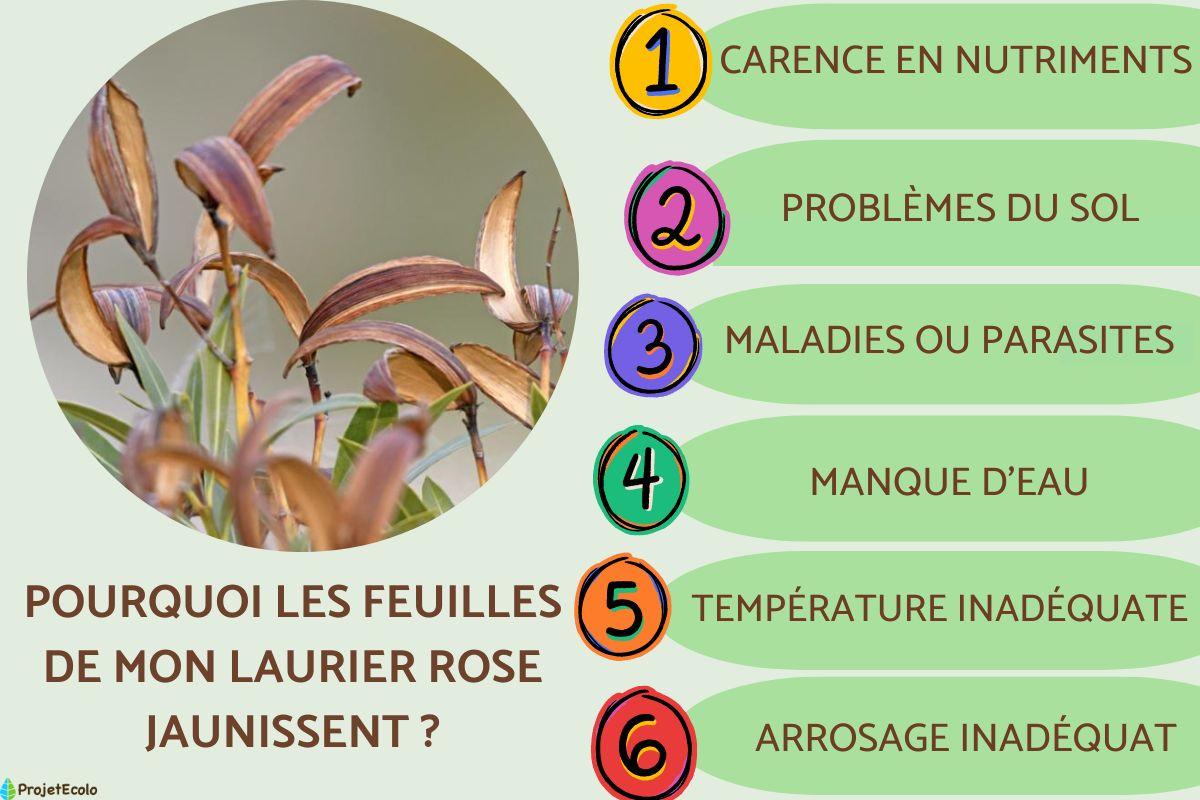 Pourquoi les feuilles de mon laurier rose jaunissent ?