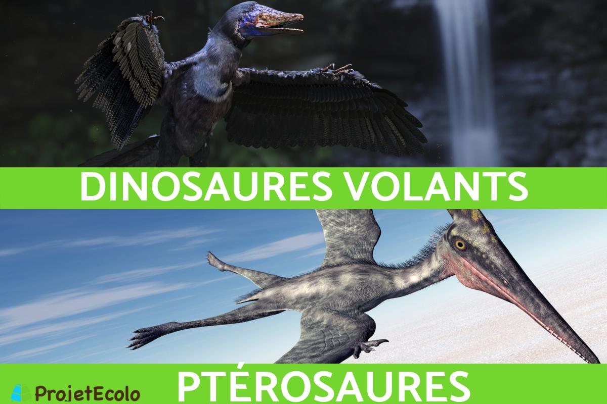 Dinosaure volant : espèces, noms et photos
