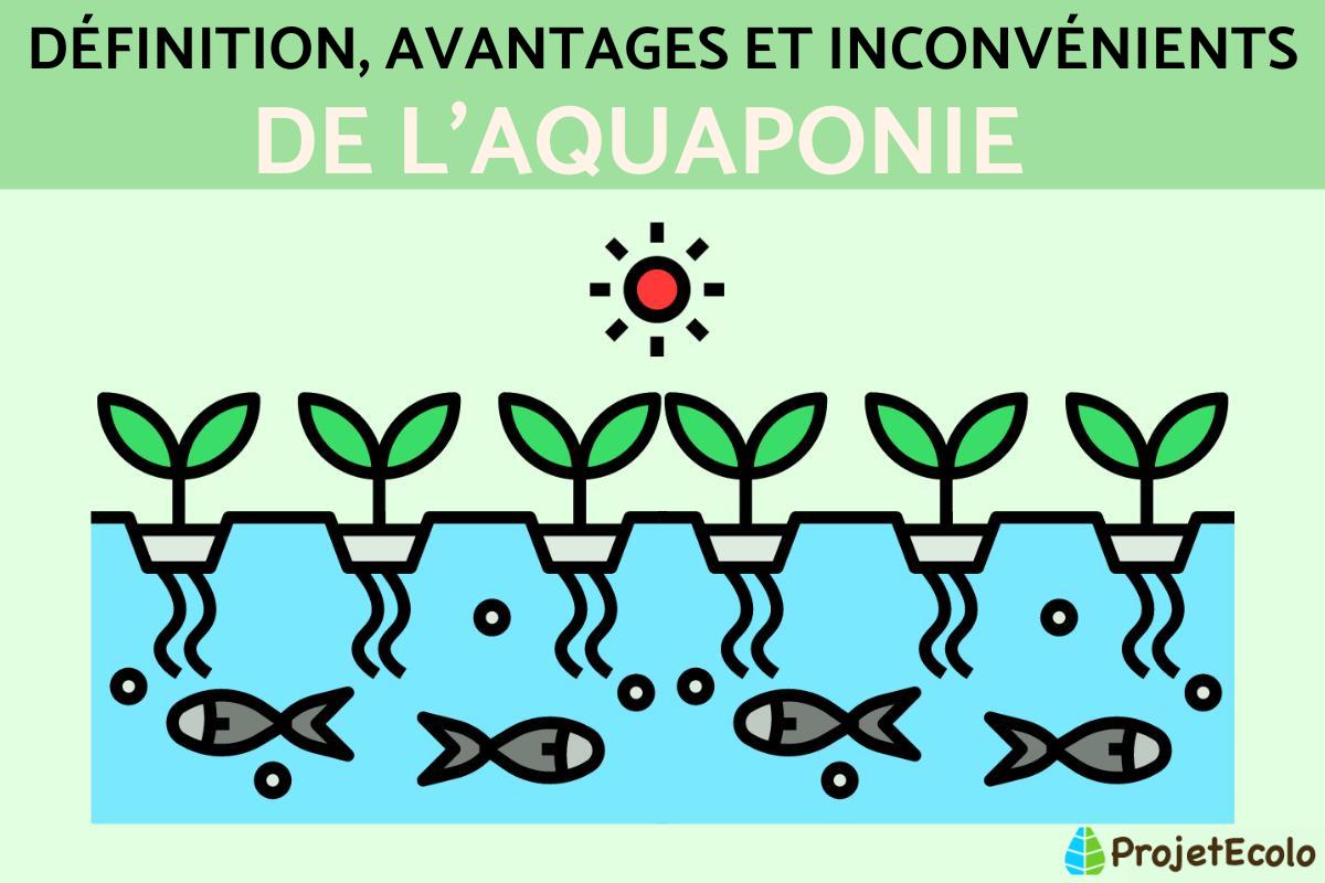Aquaponie : Définition, avantages et inconvénients