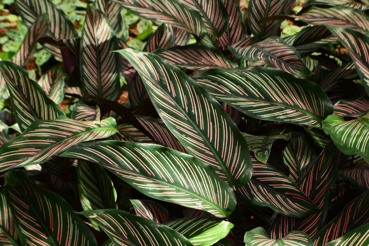 Calathea Feuilles Recroquevill es ATCYE Calathea Feuilles Recroquevill es ATCYE