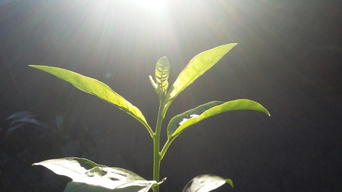 Les bienfaits du soleil et de sa lumière sur les êtres vivants