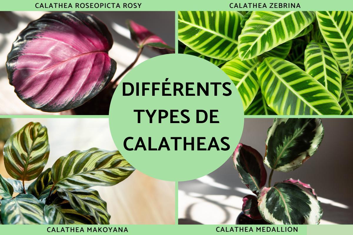 Types de Calathea