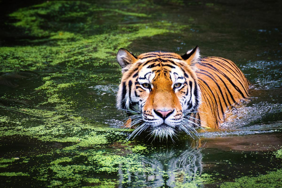 Exposé sur le tigre