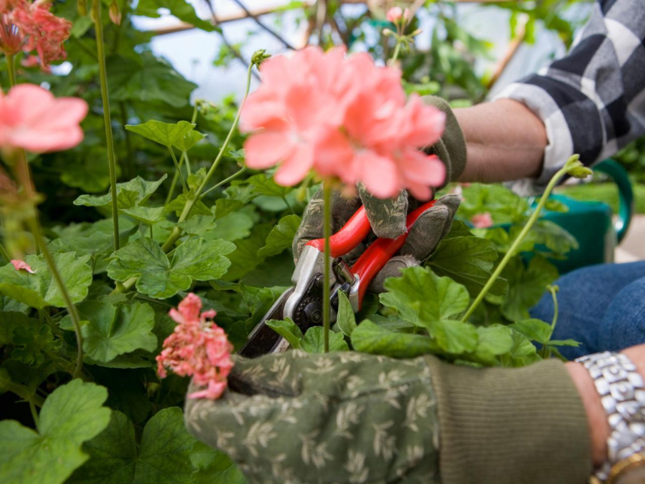 QUAND et COMMENT TAILLER les GÉRANIUMS Guide de JARDINAGE