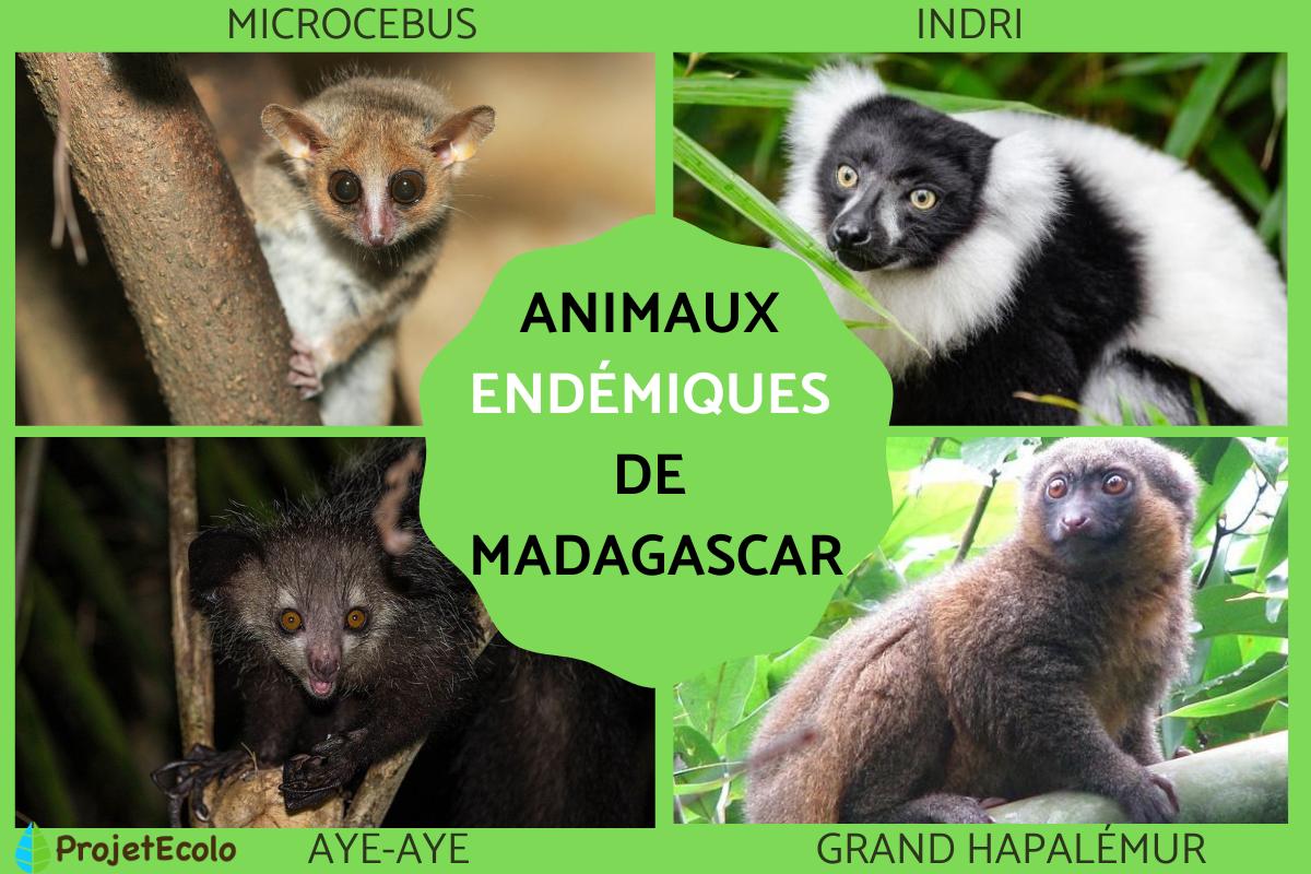 Animaux endémiques de Madagascar