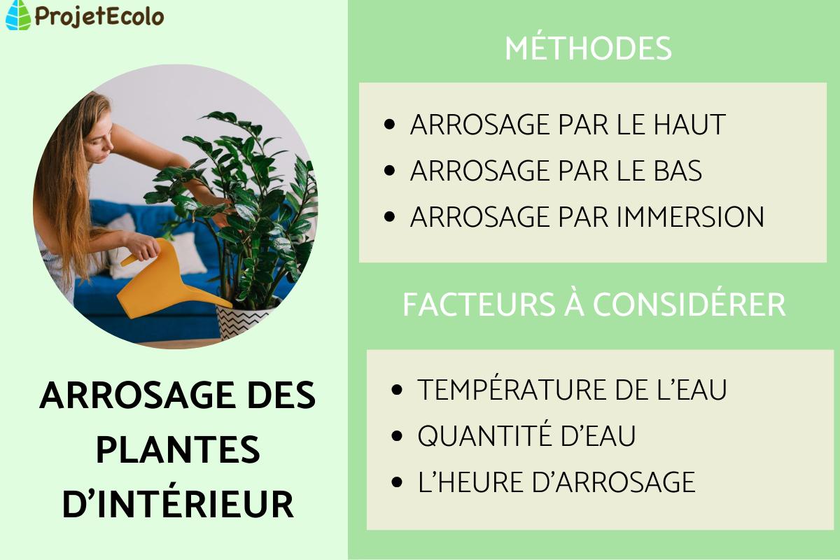 Arrosage des plantes d'intérieur
