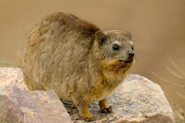 Daman ou hyrax : où il vit, durée de vie, alimentation et reproduction - Caractéristiques du daman