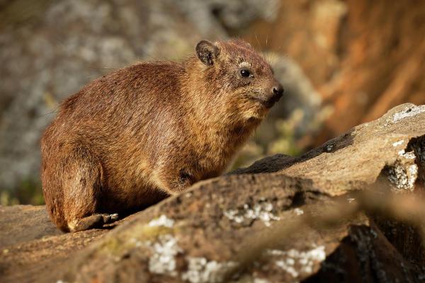 Daman ou hyrax : où il vit, durée de vie, alimentation et reproduction