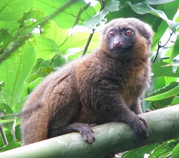 +13 ANIMAUX Endémiques à MADAGASCAR - Liste complète