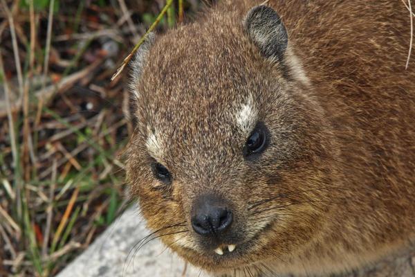 Daman ou hyrax : où il vit, durée de vie, alimentation et reproduction - Informations sur le daman