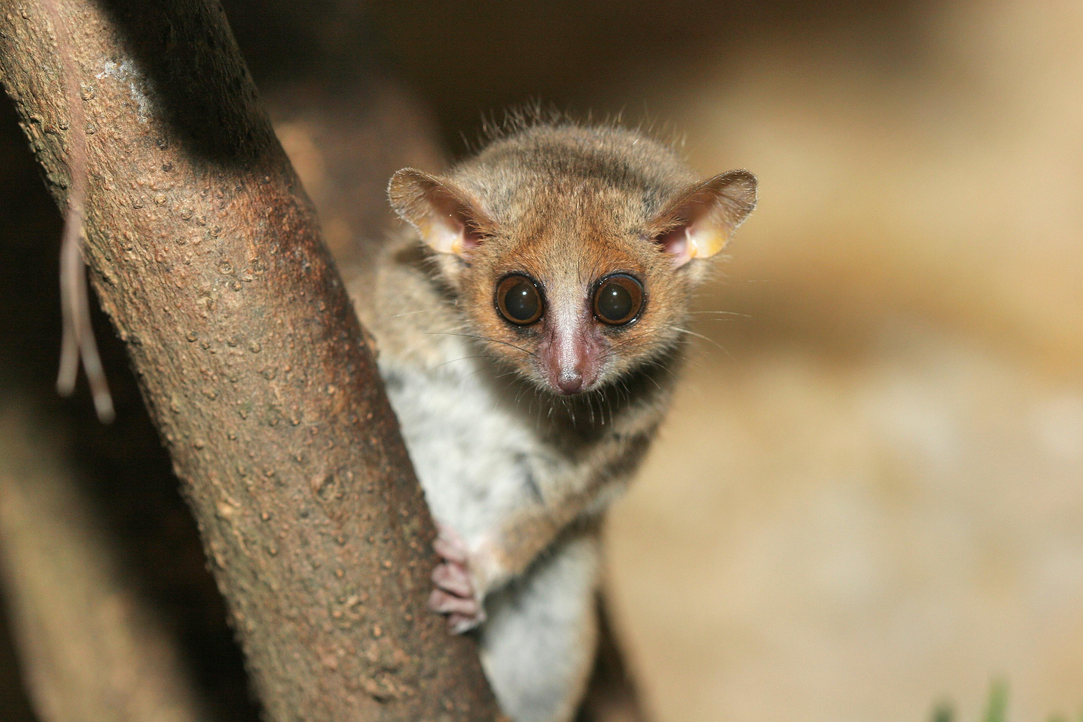 +13 ANIMAUX Endémiques à MADAGASCAR - Liste complète