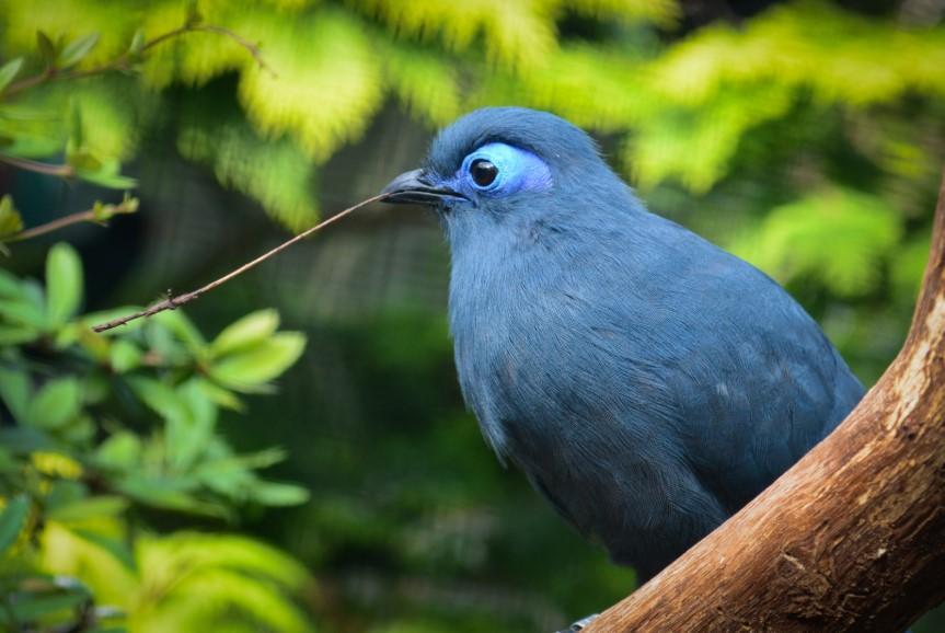 +13 ANIMAUX Endémiques à MADAGASCAR - Liste complète