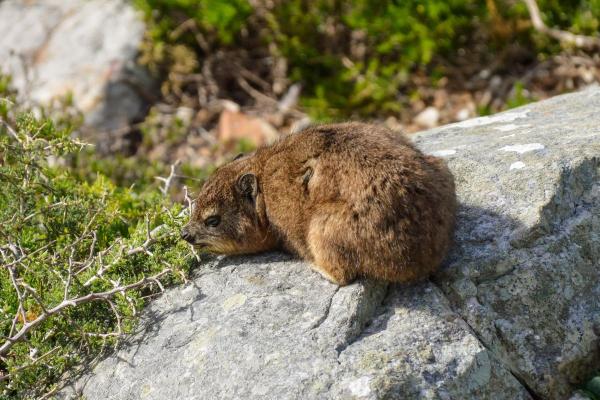 Daman ou hyrax : où il vit, durée de vie, alimentation et reproduction - Que mange le daman ?