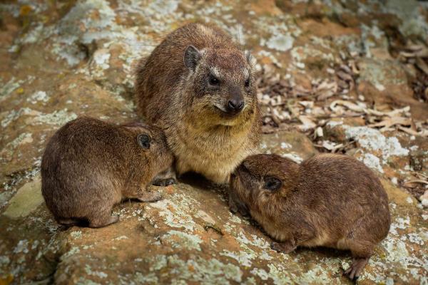 Daman ou hyrax : où il vit, durée de vie, alimentation et reproduction - Reproduction du daman