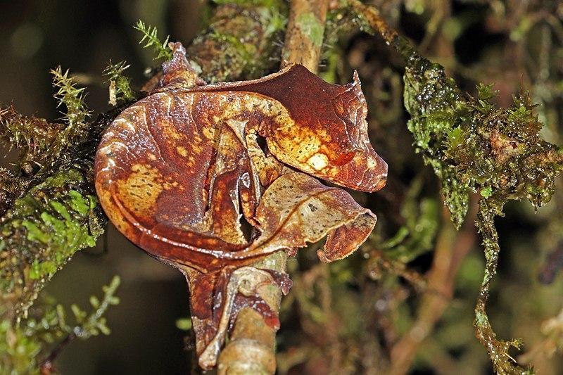 +13 ANIMAUX Endémiques à MADAGASCAR - Liste complète