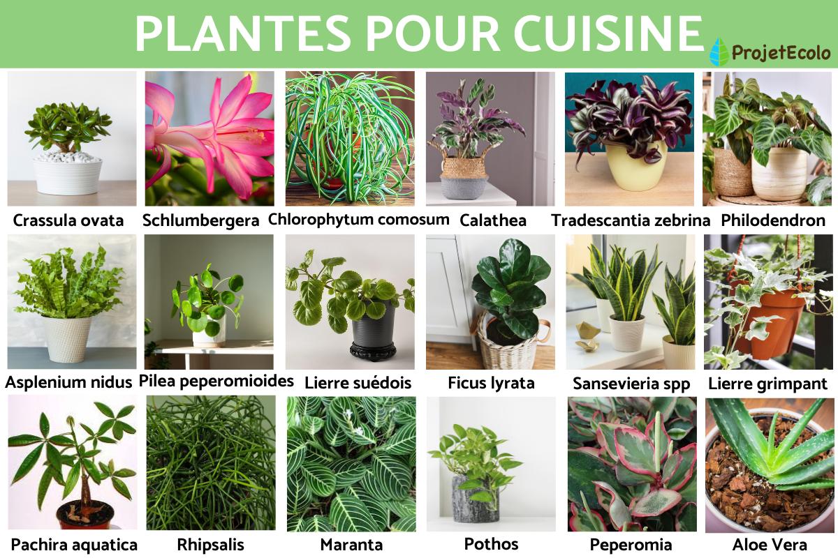 Plantes pour cuisine