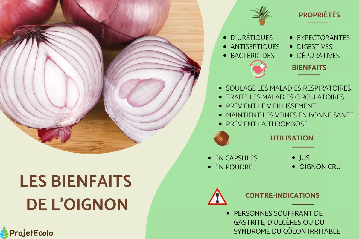 OIGNON PROPRIÉTÉS, BIENFAITS et CONTREINDICATIONS