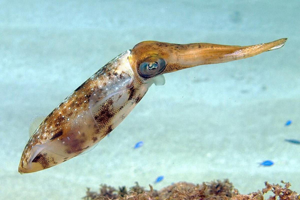 Combien de cœurs a un calmar ?