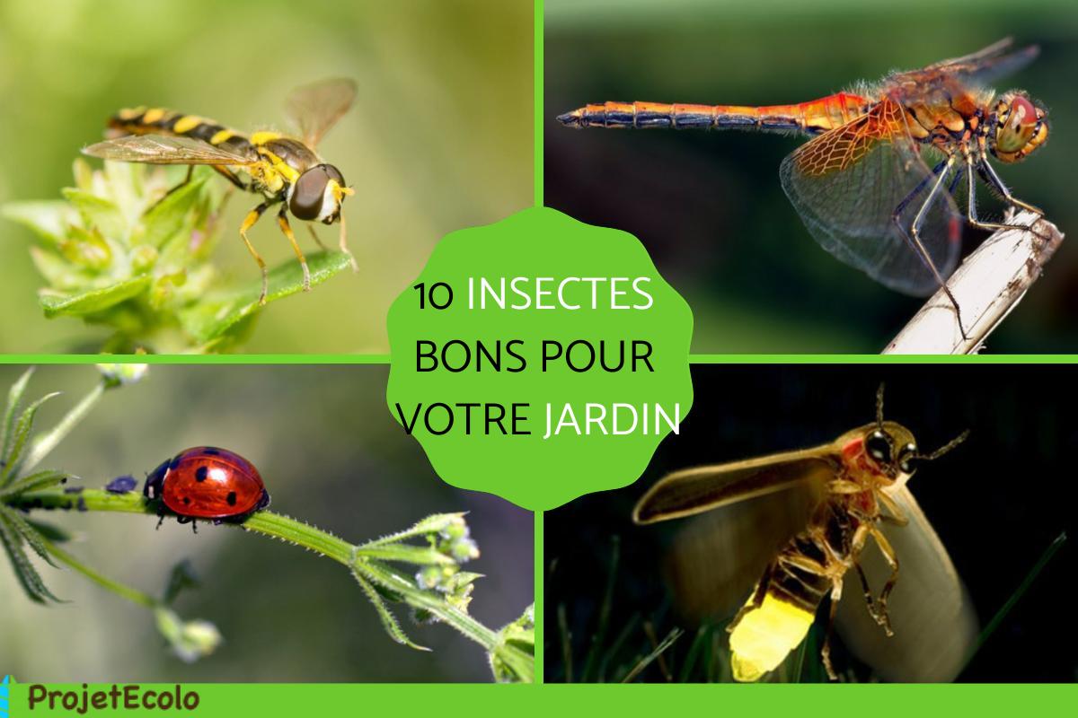 Insectes bénéfiques pour le potager