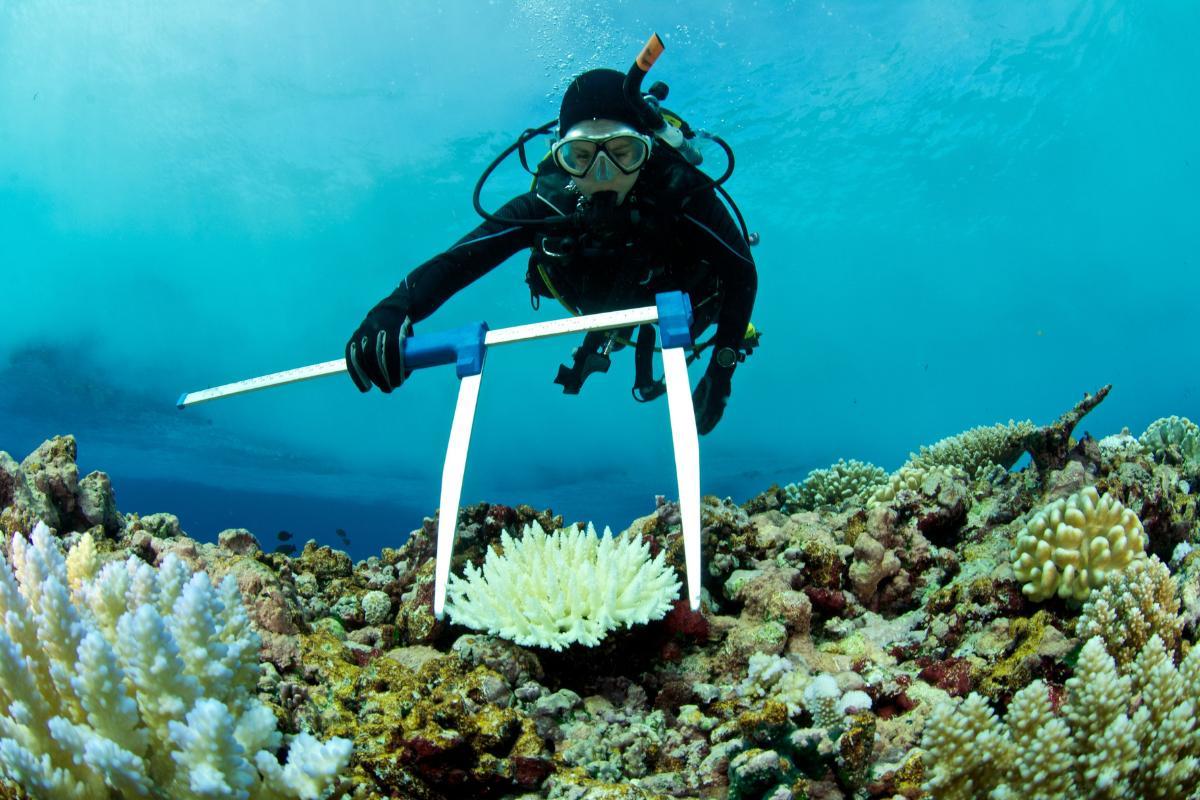 Biotechnologie bleue : Définition et exemples