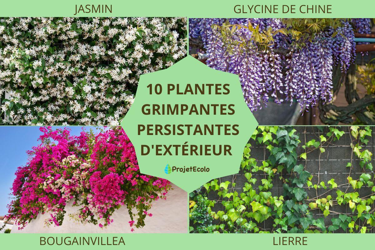 Sitemapcdatahttpsshopinf Inetcomtruffaut Plantes Exterieur