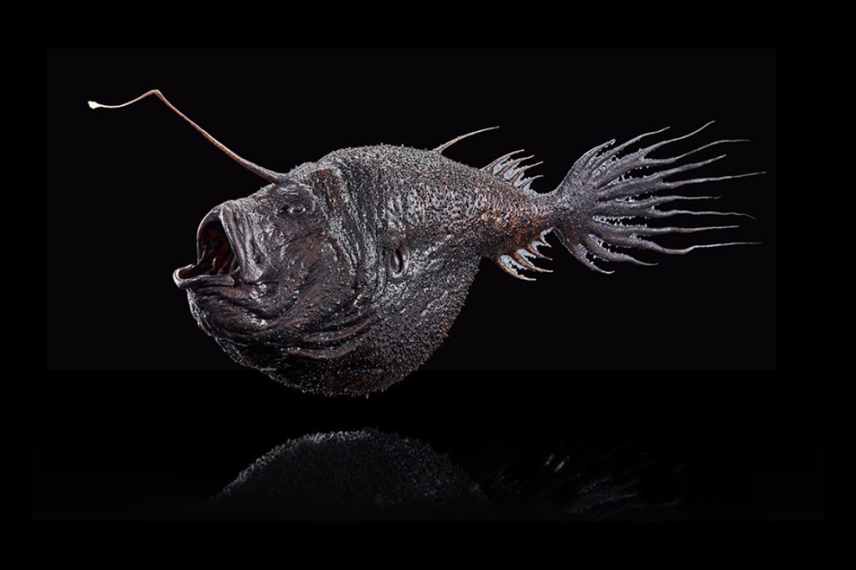 Poisson-lanterne : caractéristiques, habitat et alimentation
