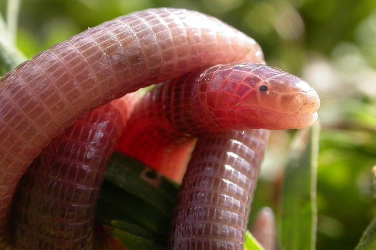 Les serpents sont-ils aveugles ?