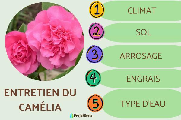 Entretien du camélia