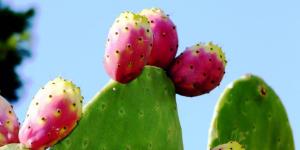 Bienfaits des figues de Barbarie : propriétés et contre-indications