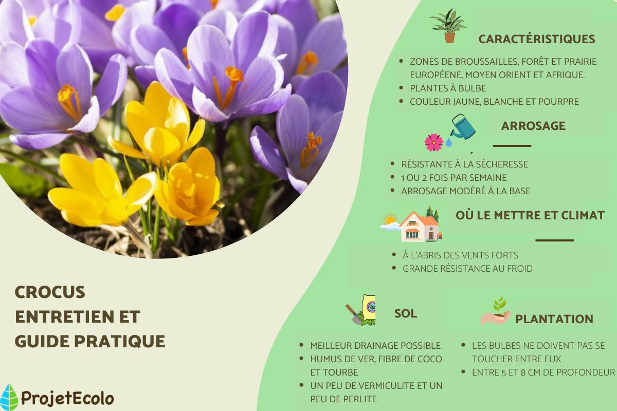 Crocus : Entretien, arrosage et plantation