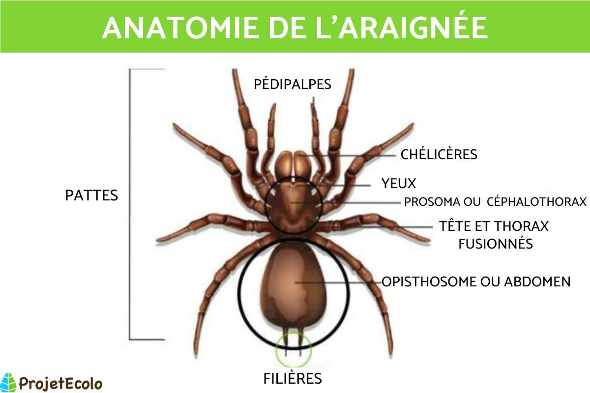 Anatomie de l'araignée