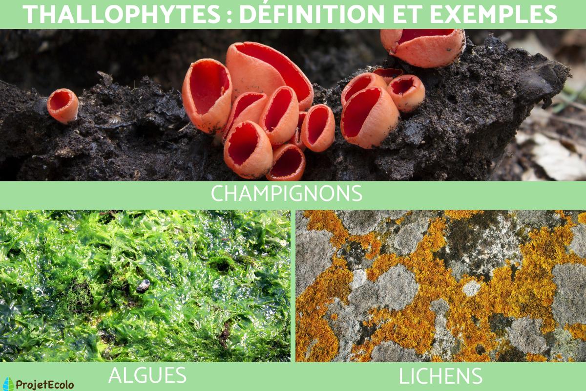 Thallophyte : Définition et exemples