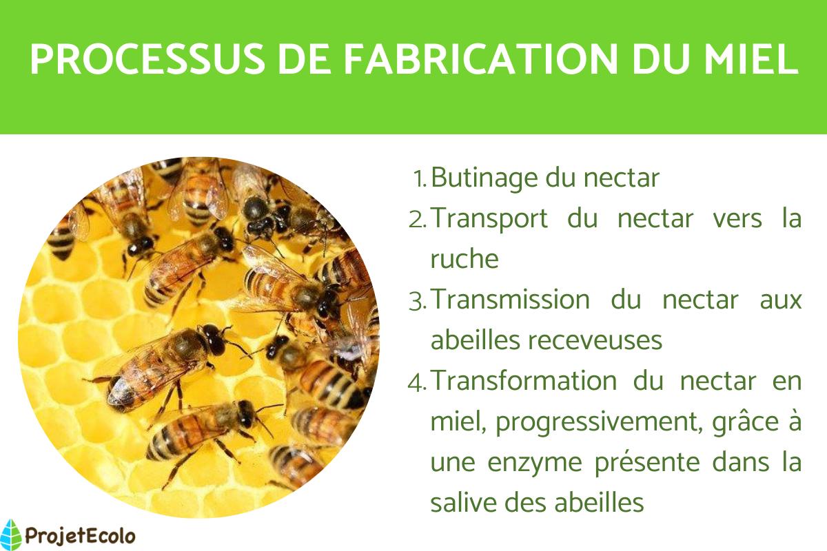 Comment les abeilles font le miel ?