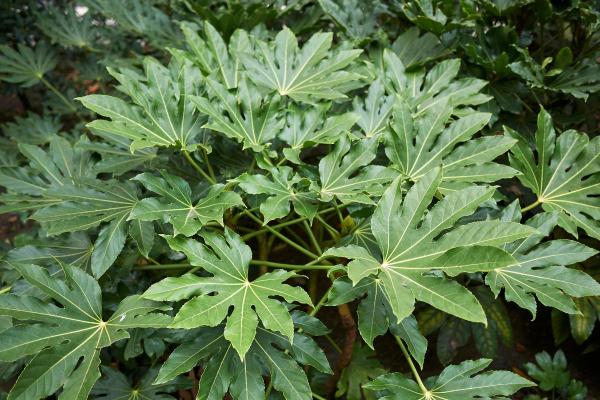 Plantes d'ombre d'extérieur - Aralia du Japon (Fatsia japonica)