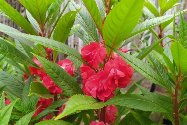 Plantes d'ombre d'extérieur - Balsamine des jardins Plante (Impatiens balsamina)