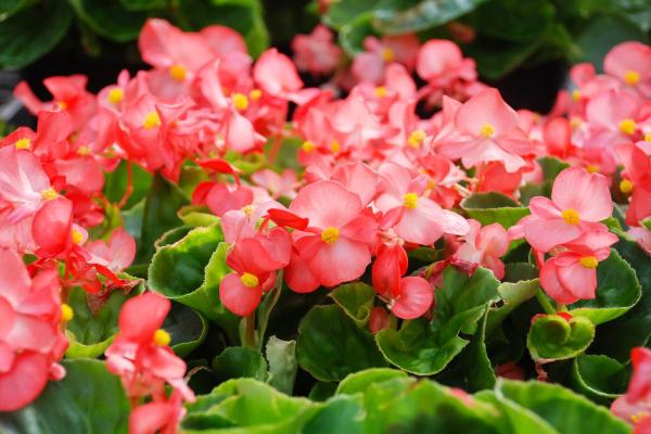 Plantes d'ombre d'extérieur - Bégonias (Begonia semperflorens)