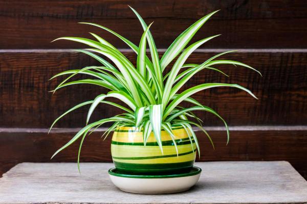 Plantes d'ombre d'extérieur - Chlorophyton chevelu (Chlorophytum comosum)