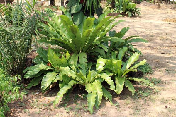 Plantes d'ombre d'extérieur - Fougère nid d'oiseau (Asplenium nidus)