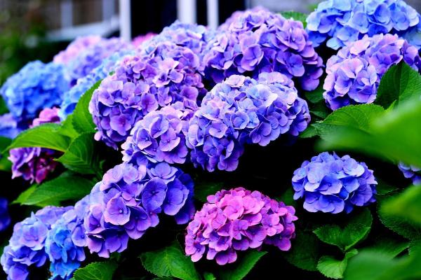 Plantes d'ombre d'extérieur - Hortensia (Hydrangea spp.)