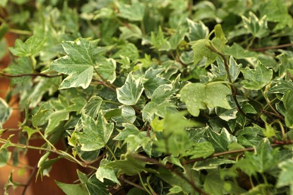 Plantes d'ombre d'extérieur - Lierre (Hedera helix)