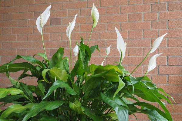 Plantes d'ombre d'extérieur - Lys de la paix (Spathiphyllum spp.)
